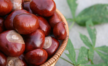 Festa delle Castagne e dei Ricordi 2014 1333 0 Festa delle Castagne e dei Ricordi 2014